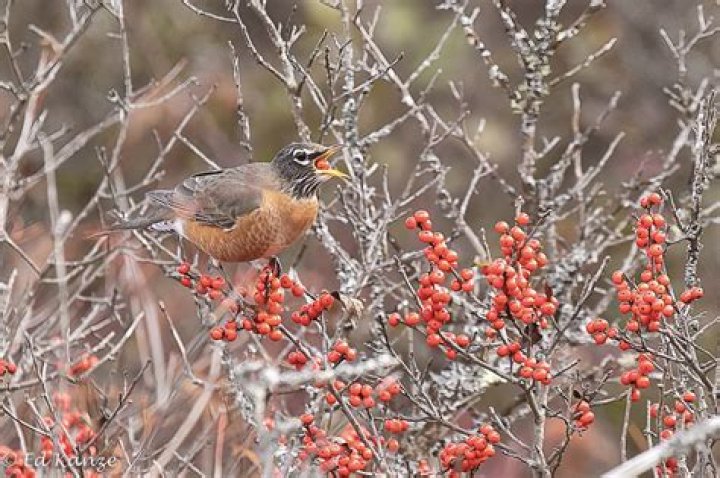 Can you eat Winterberries