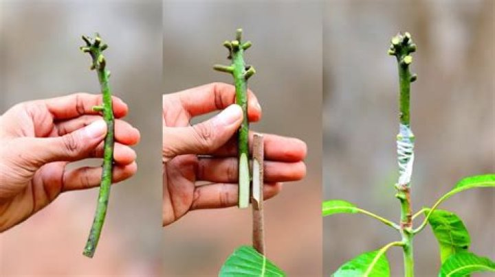 Can you graft lemon tree