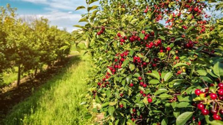 Can you grow a cherry tree in the UK