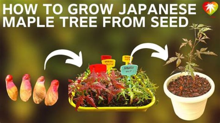 Can you grow a maple tree from a seed