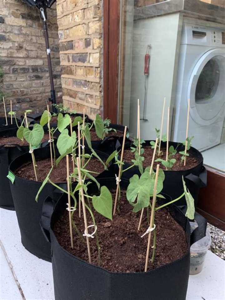 Can you grow beans inside