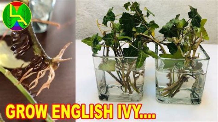 Can you grow English ivy from seed