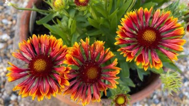Can you grow Gaillardia in pots