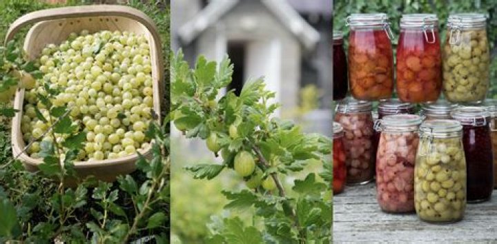 Can you grow gooseberries in NJ