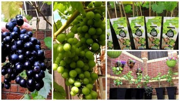 Can you grow grapes in Canada