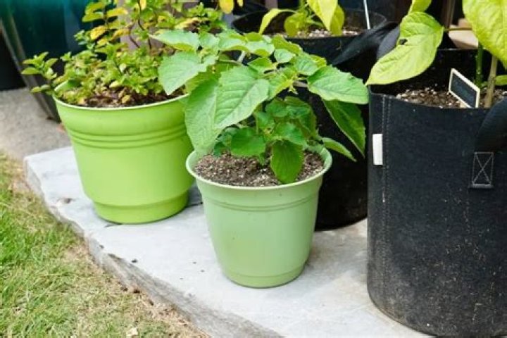 Can you grow ground cherries in containers