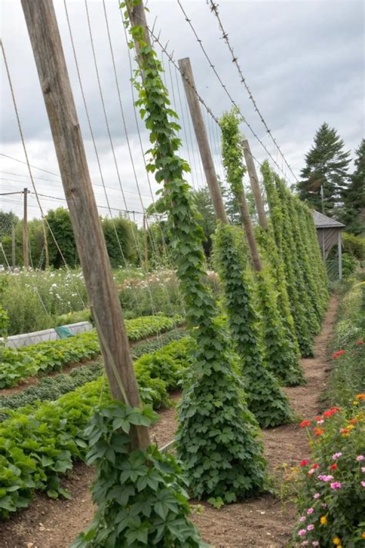 Can you grow hops on a fence
