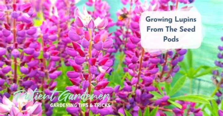Can you grow lupins from seed pods