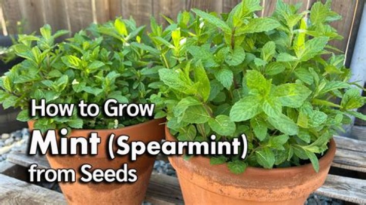 Can you grow mint with basil