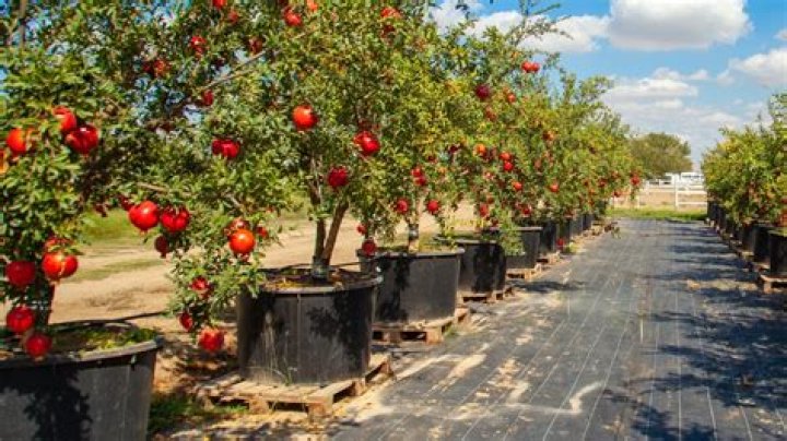 Can you grow pomegranate in Washington state