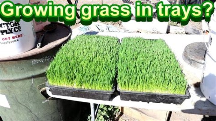 Can you grow turf in a tray