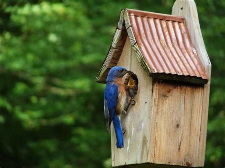 Can you hang a bluebird house on a tree