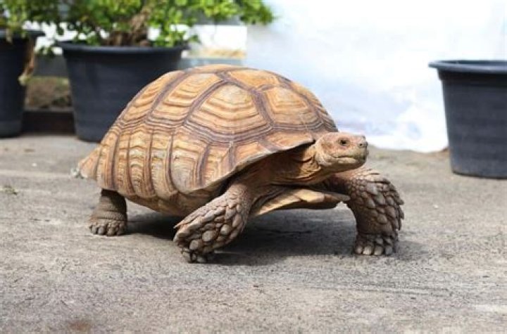 Can you have a tortoise as a pet in California