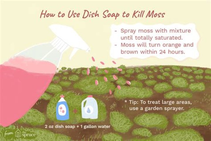 Can you kill moss with dish soap