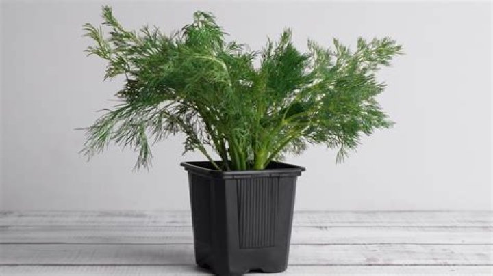 Can you plant dill in pots