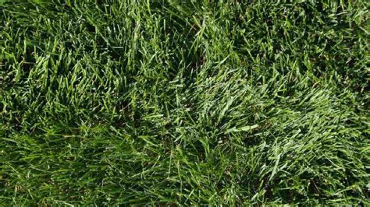 Can you plant Kentucky bluegrass in the fall