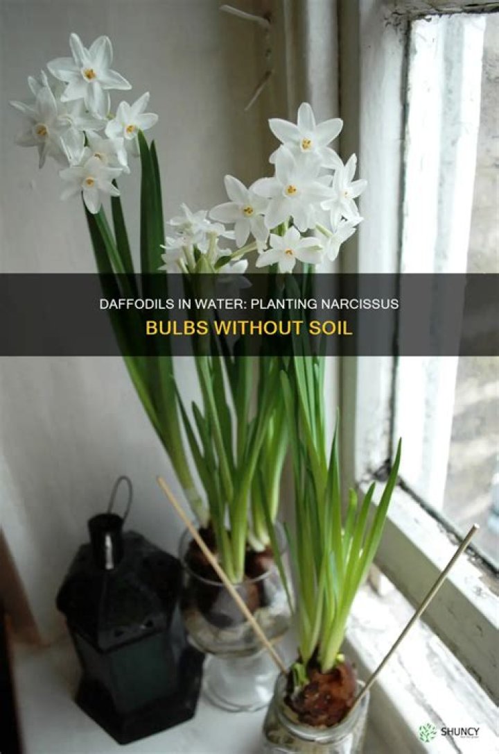 Can you plant narcissus bulbs in water