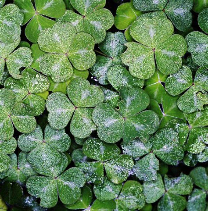 Can you propagate clover