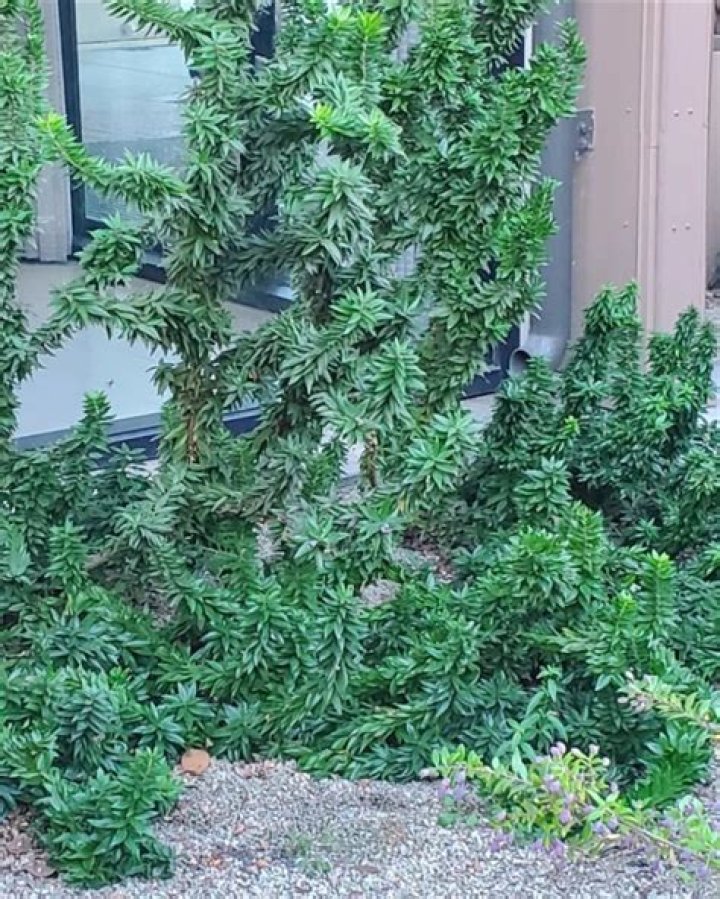 Can you prune twisted hazel