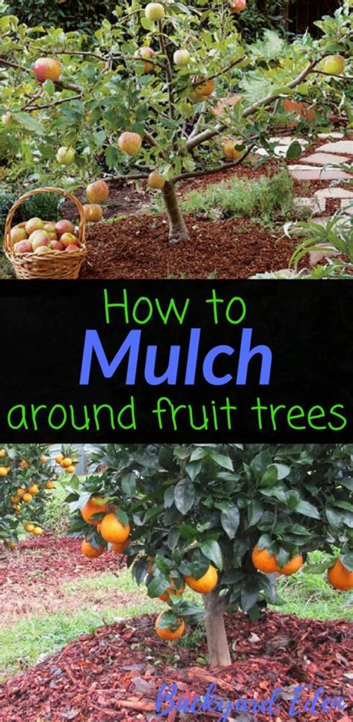 Can you put cedar mulch around fruit trees
