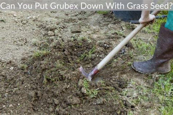 Can you put GrubEx down with grass seed