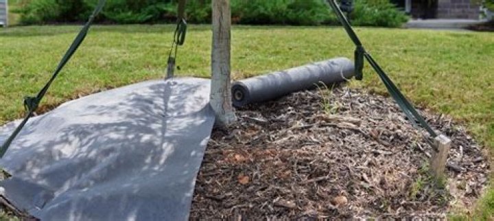 Can you put landscape fabric over tree roots