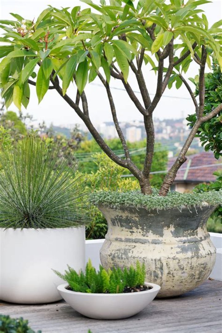 Can you transplant a frangipani in summer