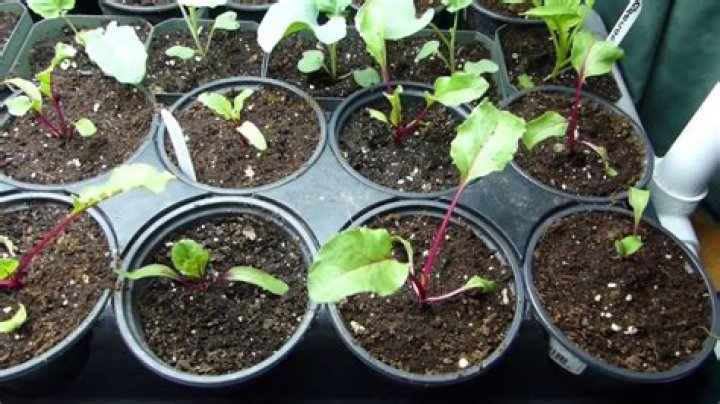 Can you transplant beetroot thinnings