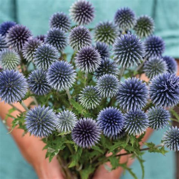 Can you transplant Echinops