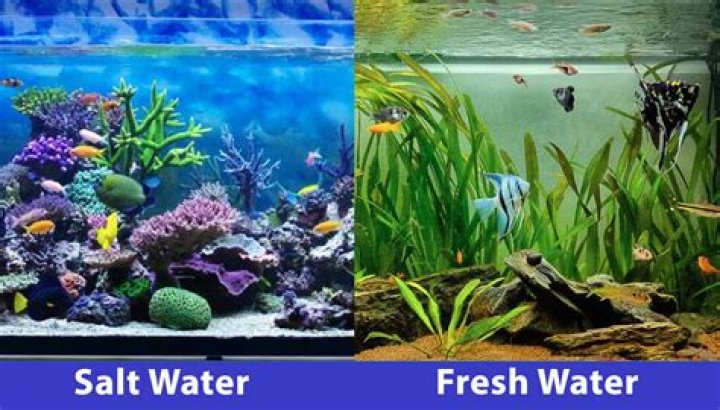 Can you use a freshwater tank for saltwater
