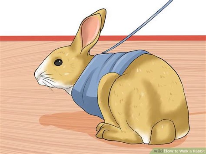 Can you walk a rabbit