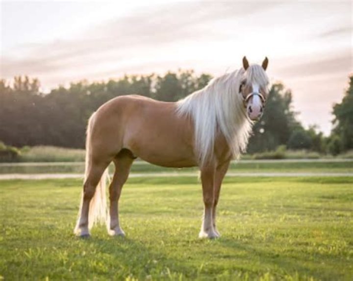 Can you wear haflingers outside