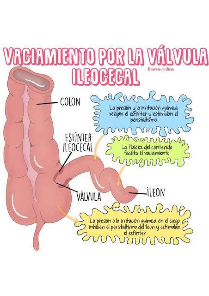 ¿Cuál es la función de la valvula ileocecal