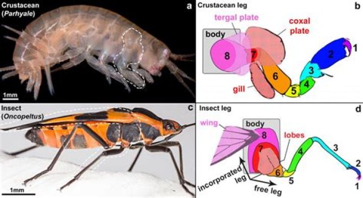 Did insects evolve from crustaceans