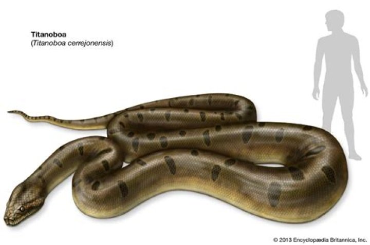 Did titanoboa really exist