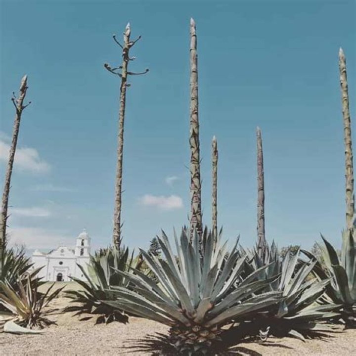 Do agave die after they flower