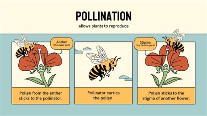 Do angiosperms self pollinate