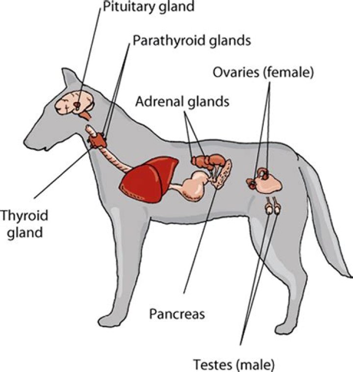 Do animals have endocrine glands