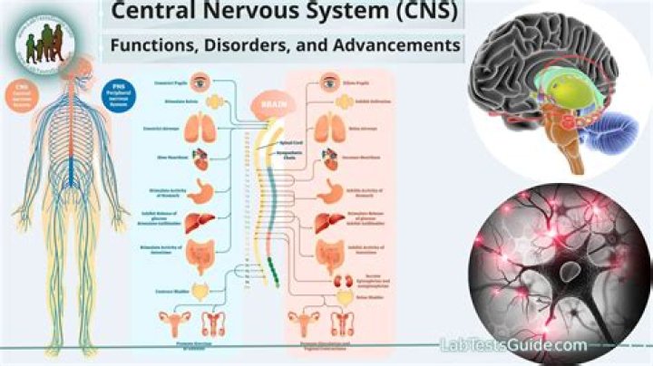 Do antidepressants affect the central nervous system