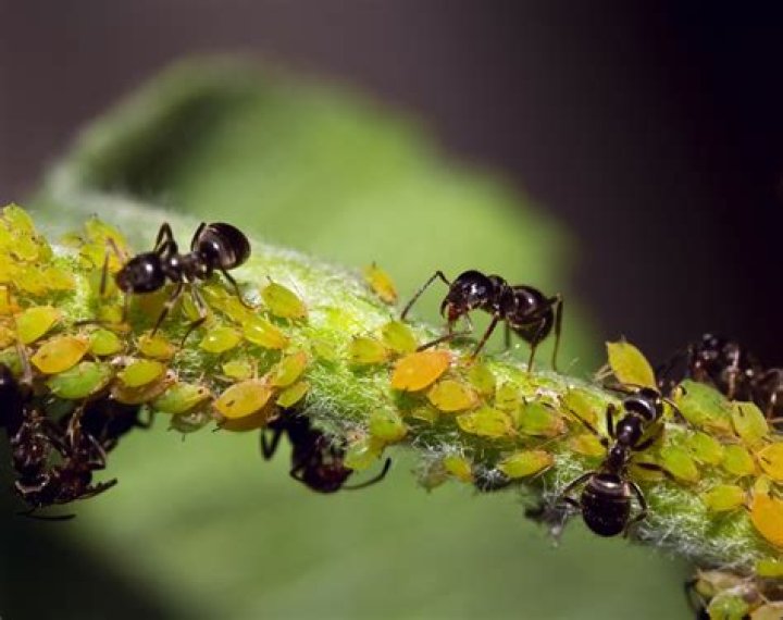 Do ants kill aphids