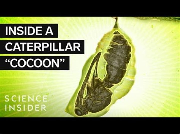 Do any butterflies make cocoons