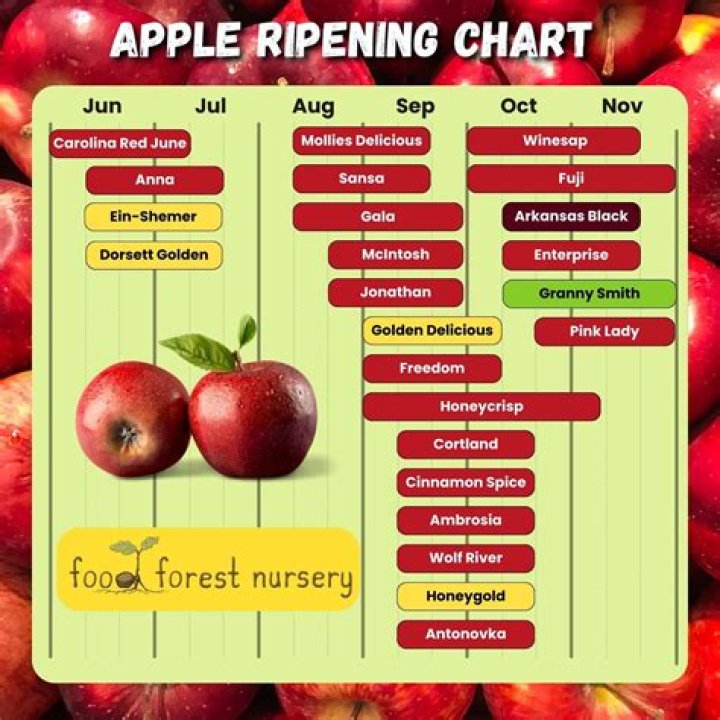 Do apples ripen after you pick them