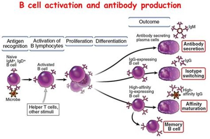 Do B cells mature in the thymus