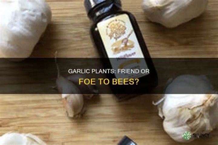 Do bees like garlic