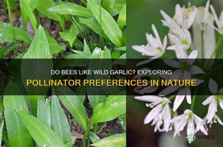 Do bees like society garlic