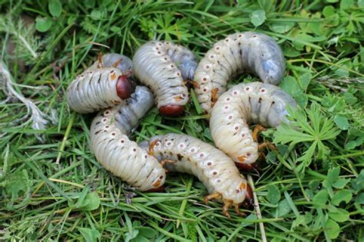 Do birds eat chafer grubs
