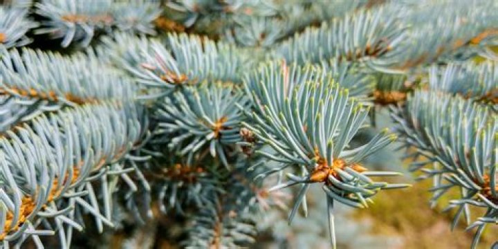 Do blue spruce trees lose their needles