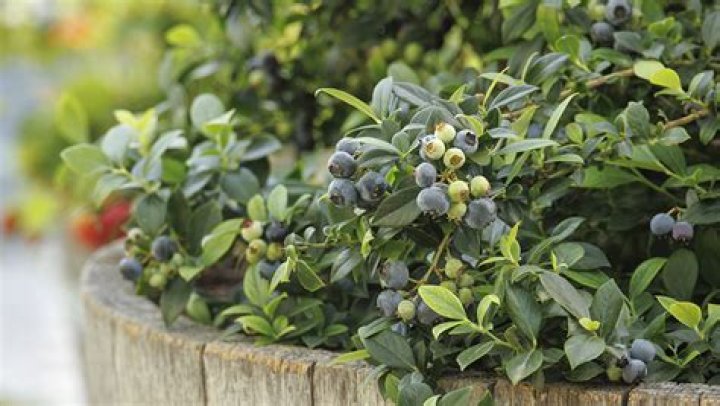 Do blueberries grow in Alberta