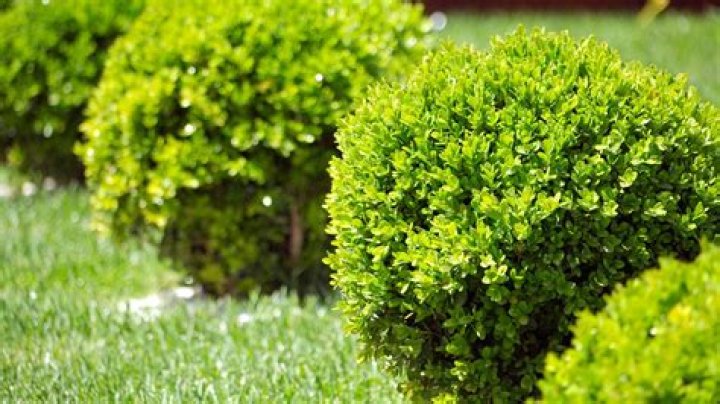 Do boxwoods grow in full sun