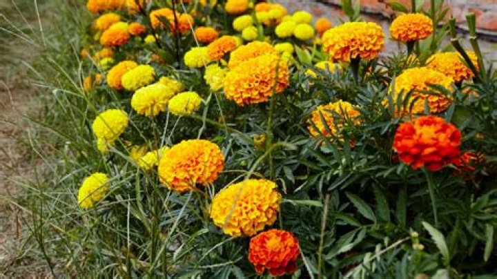 Do chiggers live on flowers